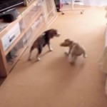 Run Beagles Run!