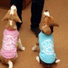 日本盲導犬協会の「チャリティーシャツ」