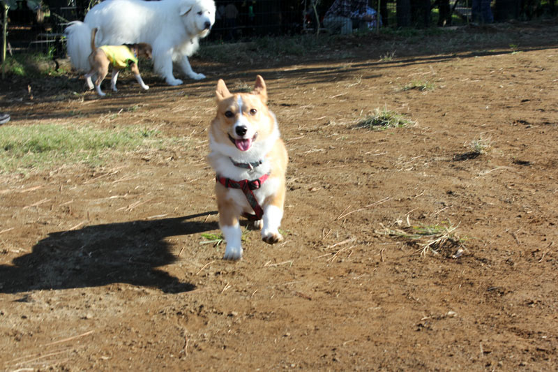 ゆずくん登場