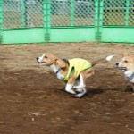 芦花公園ドッグランの新年