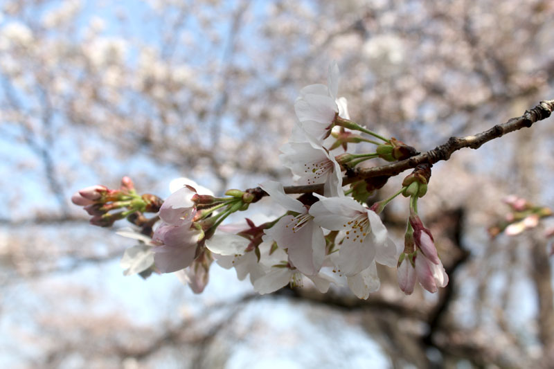 桜の花芽