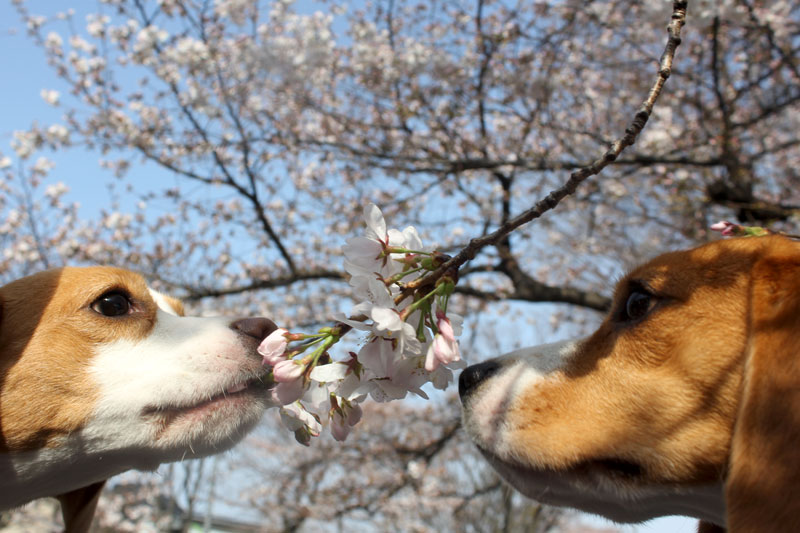 桜をしゃぶる花豆