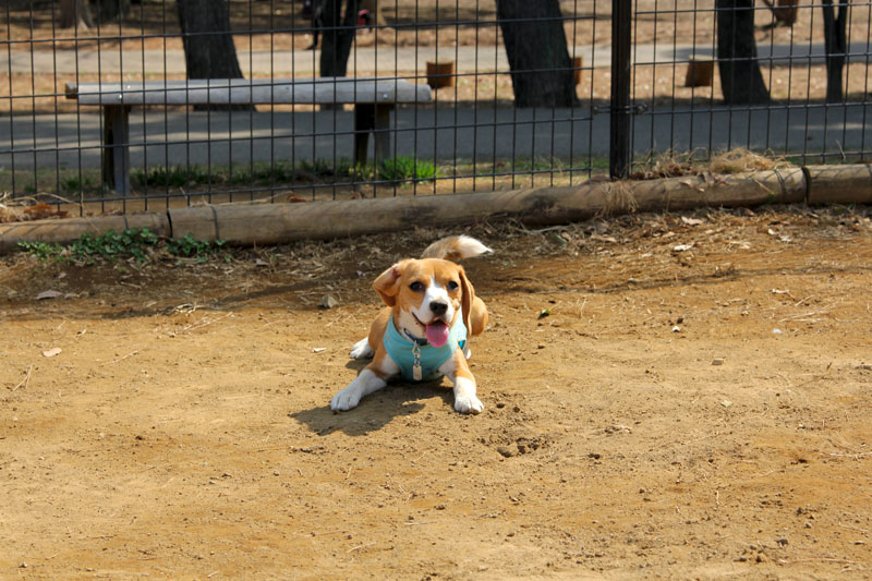 フセの状態から