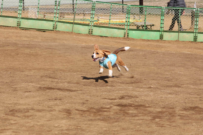 疾走する空豆