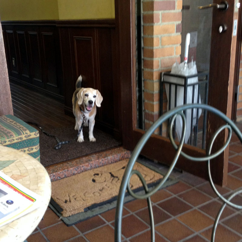 看板犬バジルがお出迎え