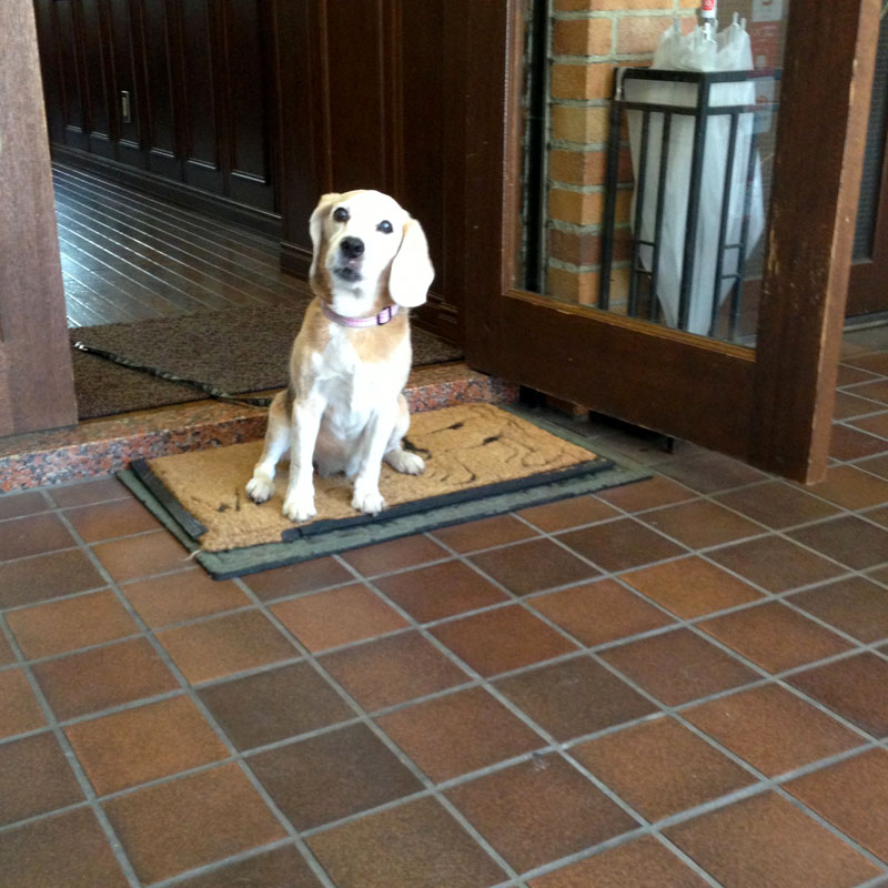 訴える看板犬