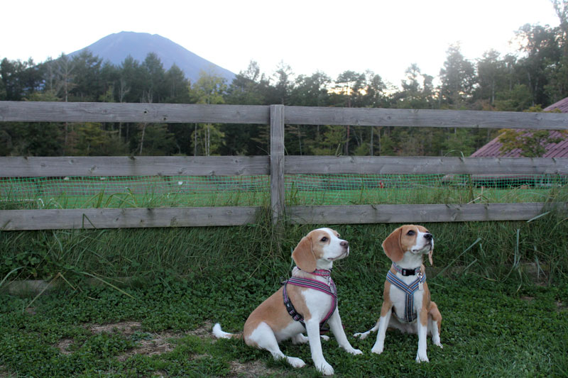 富士山と空と花