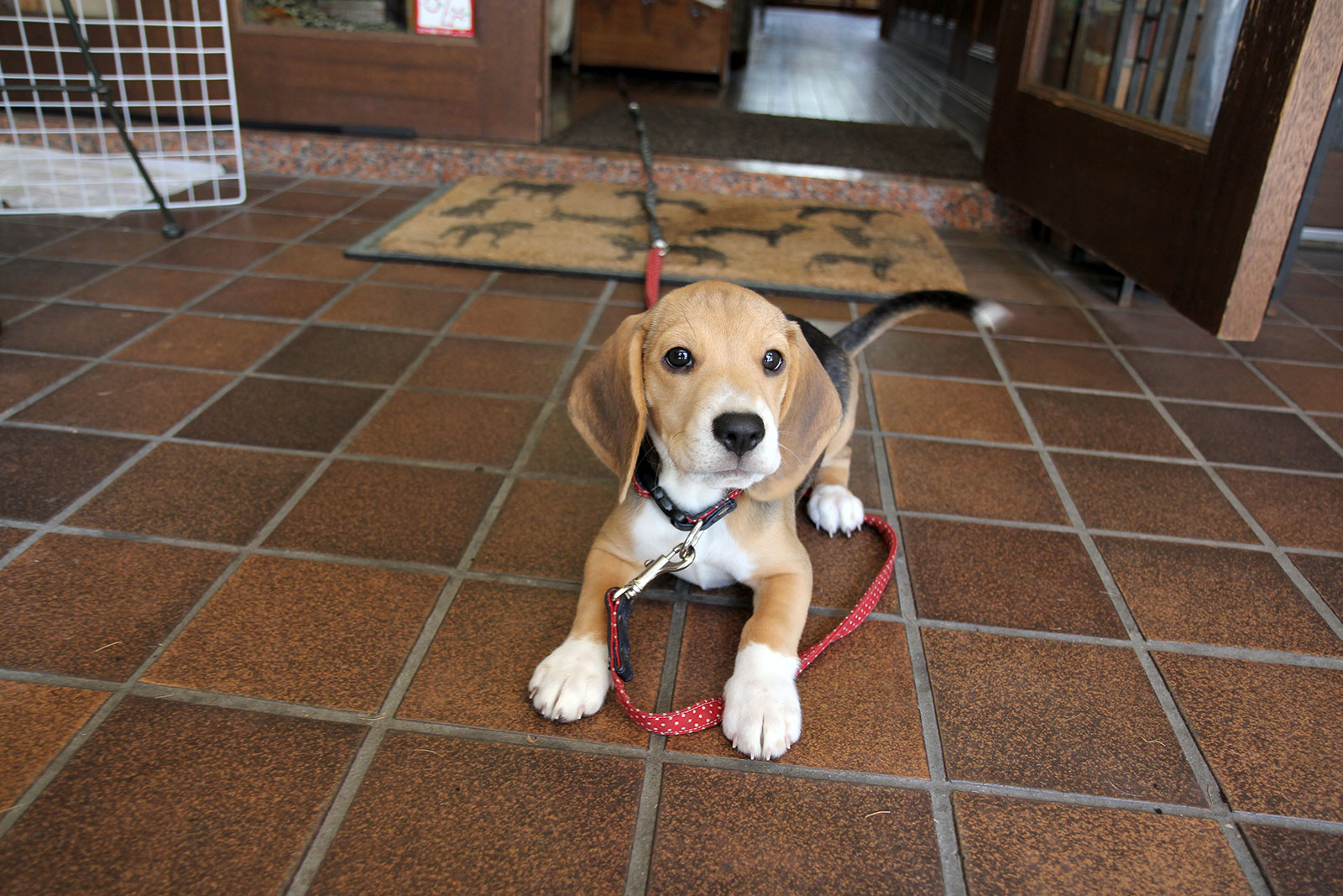 二代目看板犬