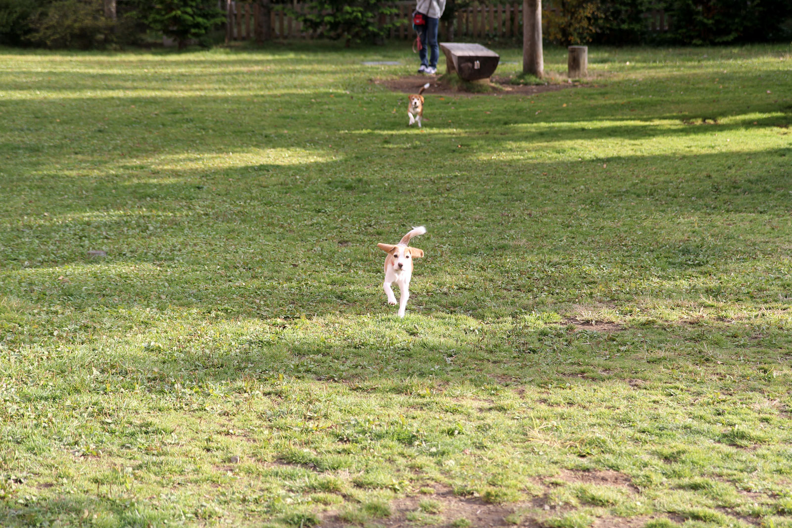 ふたたびwoofのドッグラン