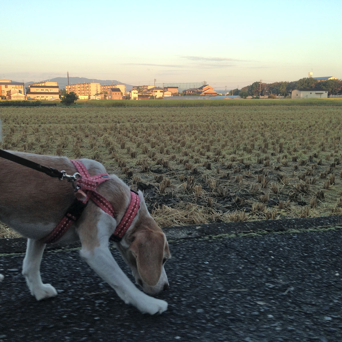 朝の田んぼ散歩