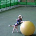 ヤンキーボーイ犬舎ビーグルオフ会