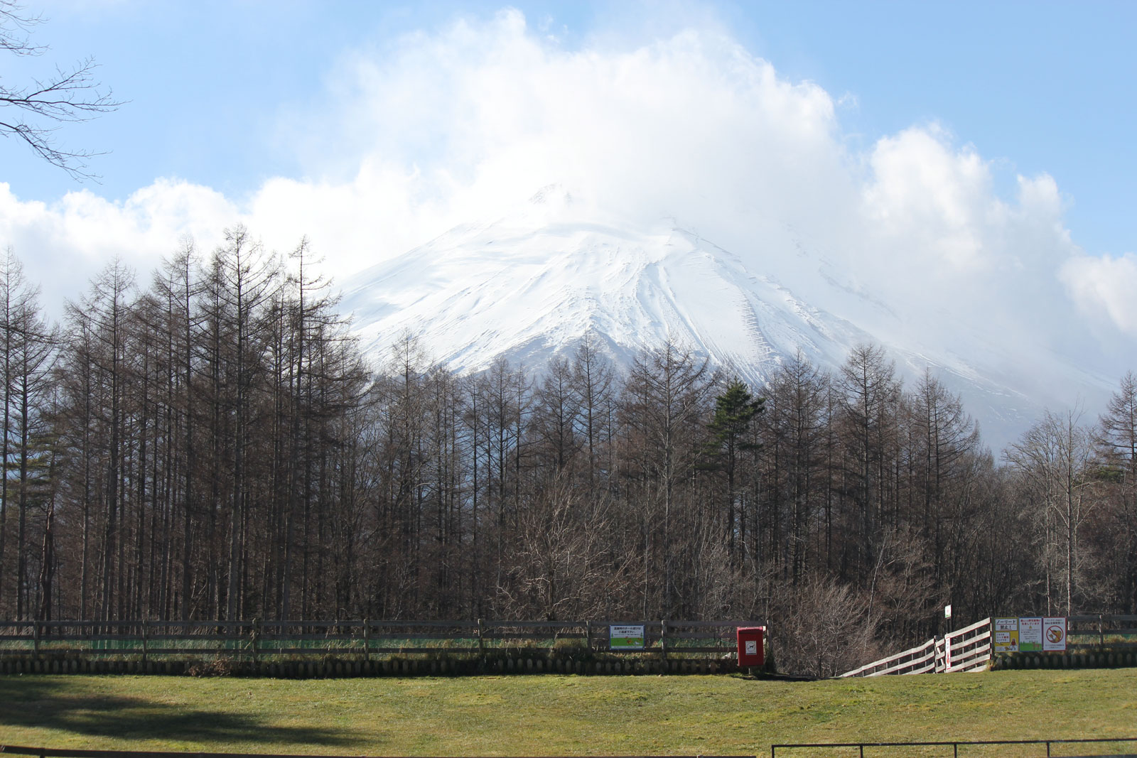 見事な富士山ビュー