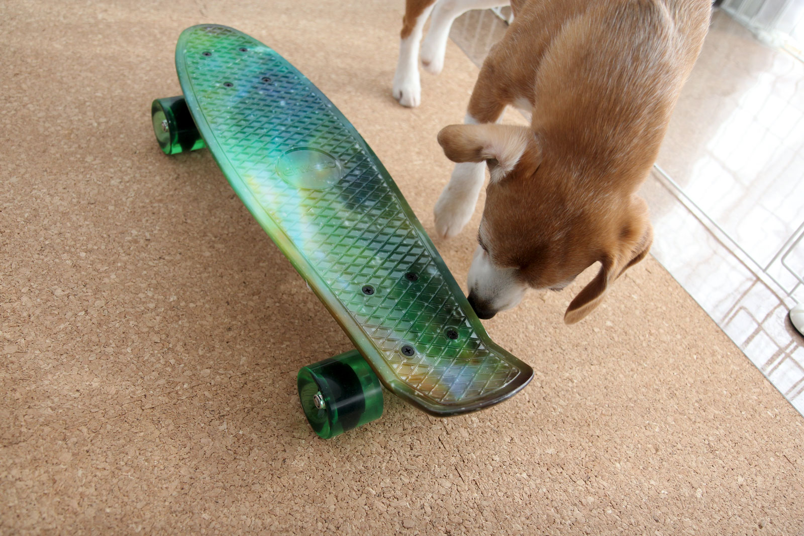 犬用のスケートボードを作るのだ その1 せたびぃ 世田谷ビーグル協会