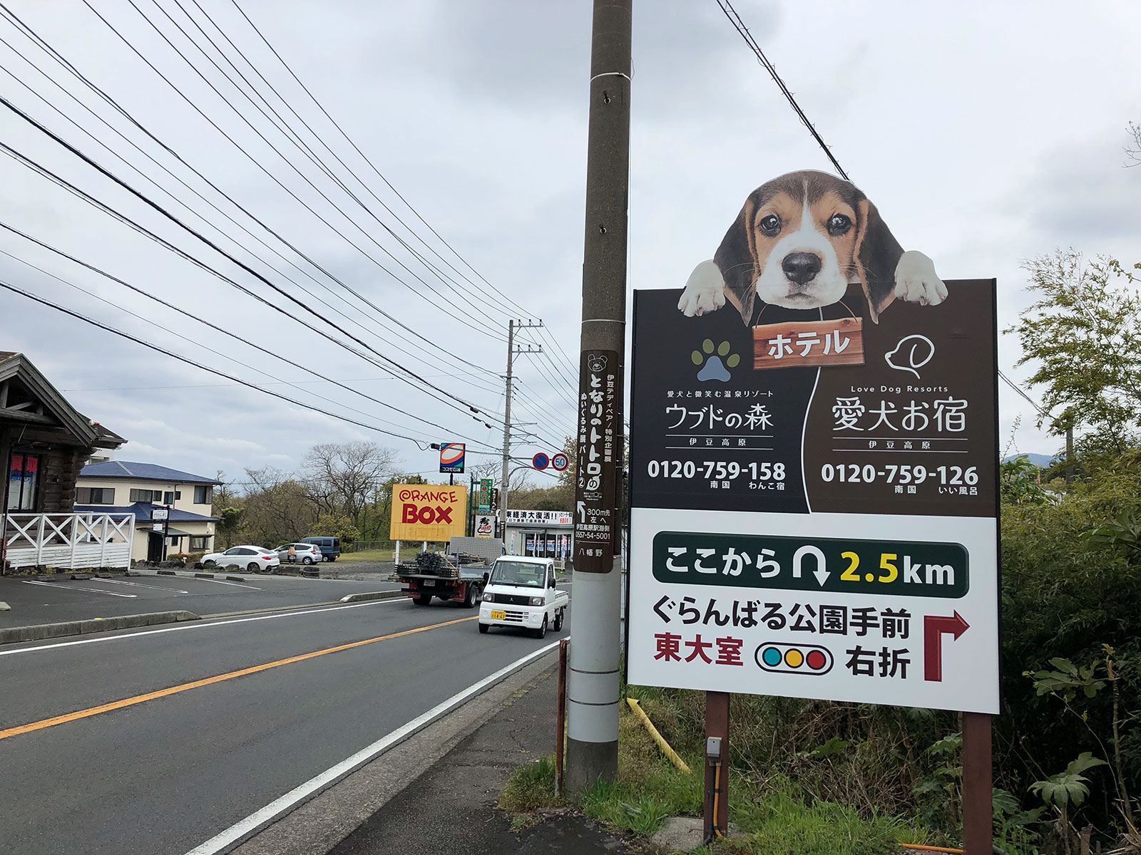 看板のビーグルパピー