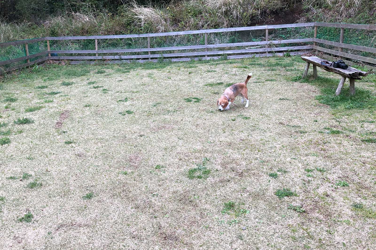 宿のドッグランへ