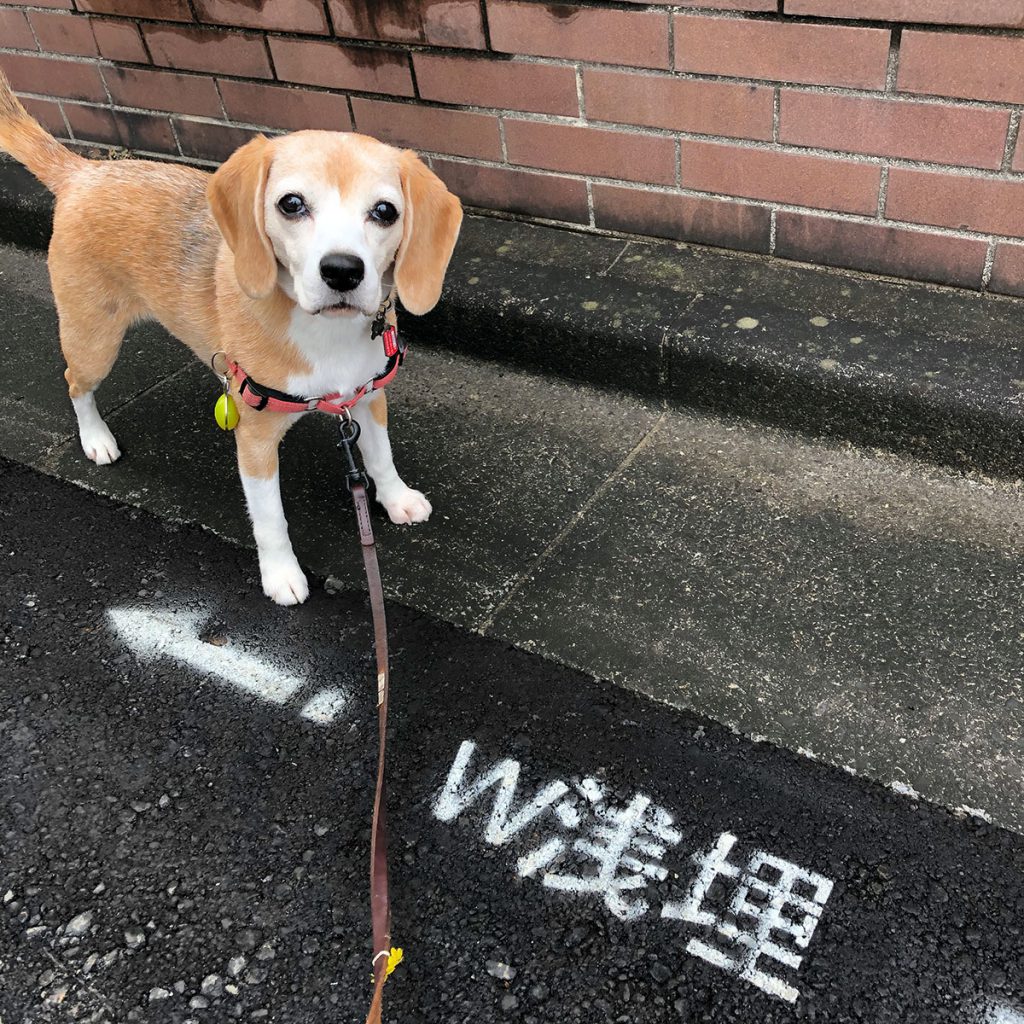 W浅埋と矢印