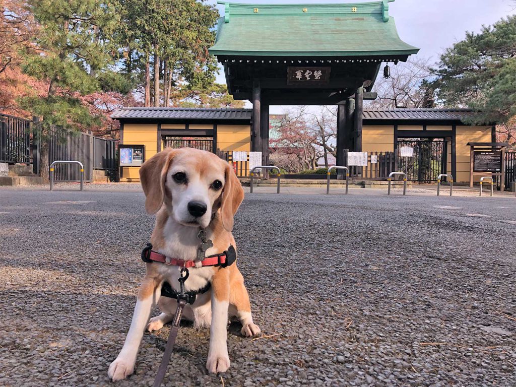 豪徳寺と私