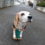 冬のスケボー犬