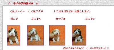 ヤンキーボーイケンネルのサイトより