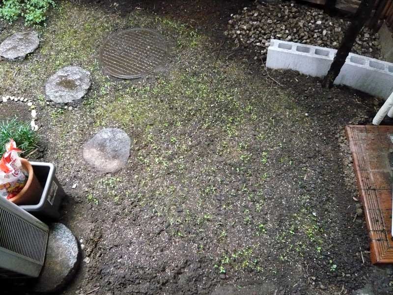 クローバーの芽が出てすこし緑に