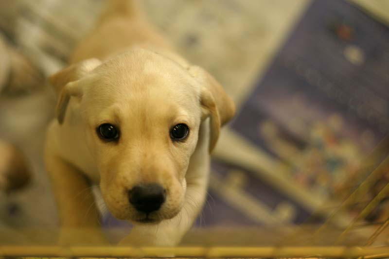 盲導犬候補のパピー