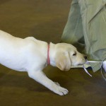 盲導犬と支える人たち