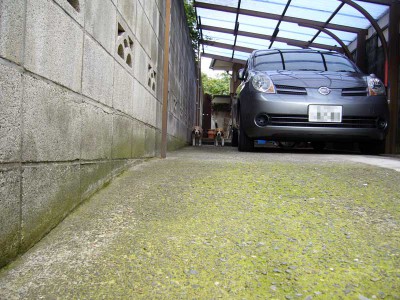 めちゃめじ発見
