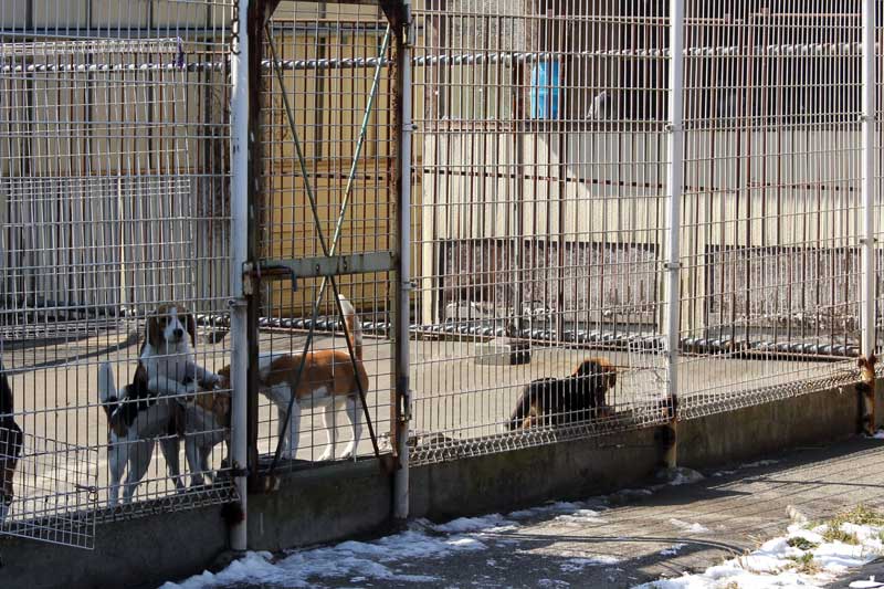 犬舎のビーグルたち