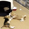 なまけもの