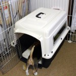 ペットヒーターのケーブルのかじり対策