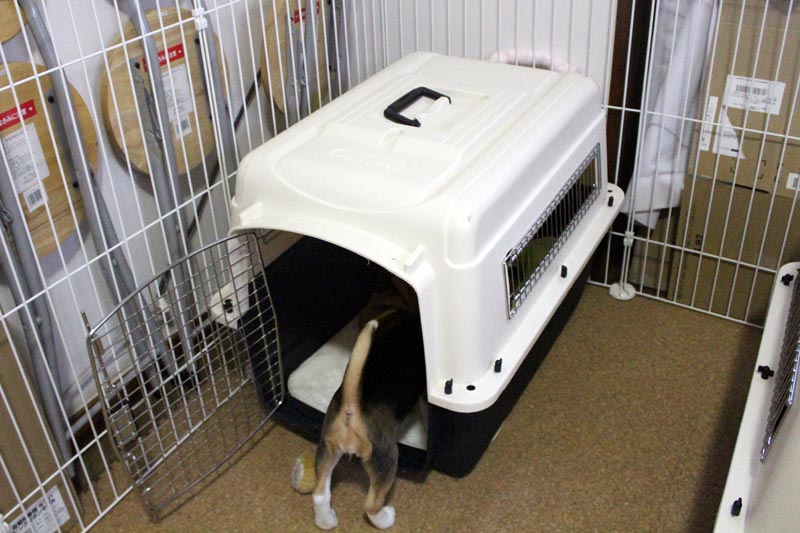 ペットヒーターの上にバリケンを置く