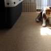 空豆の日向ぼっこ
