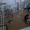 留守中の犬の見守りにスティッカム