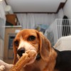 ヒゲ怪獣の恐怖