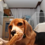 ヒゲ怪獣の恐怖