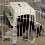 バターになっちゃうよ。