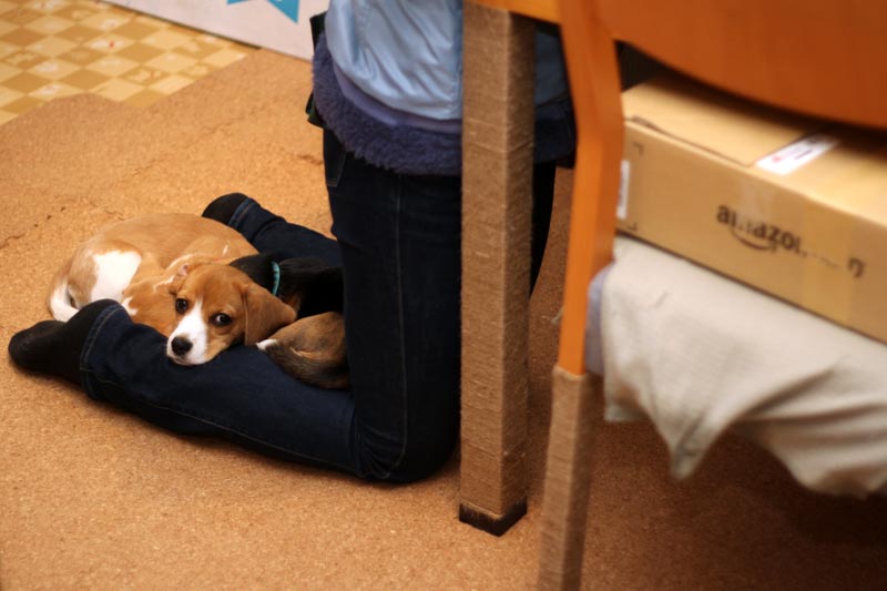 ベッドとしてのふくらはぎ その1