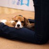 犬の寝床としての人生
