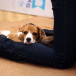 犬の寝床としての人生
