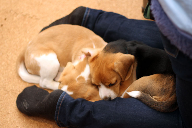 ベッドとしてのふくらはぎ その5