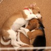 やっぱり角が好き