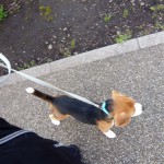 お散歩の練習