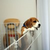 空豆が企んでる