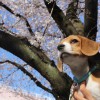 早朝のお花見