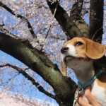 早朝のお花見