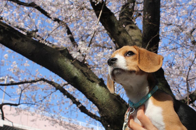 空豆のお花見2012