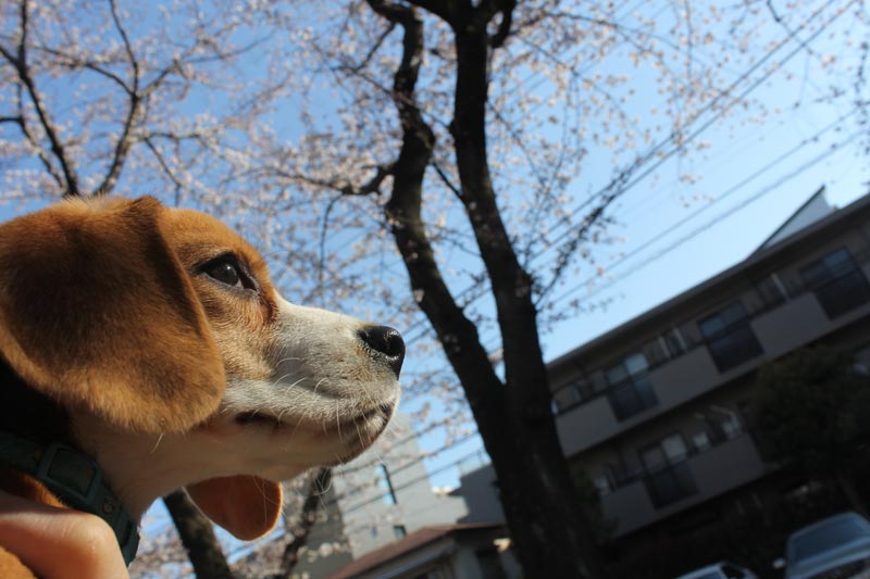 空豆のお花見2012　その2