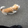 お散歩がだいぶ上手になりました・その2