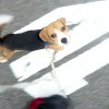 お散歩がだいぶ上手になりました・その3