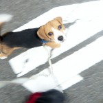 お散歩がだいぶ上手になりました・その3